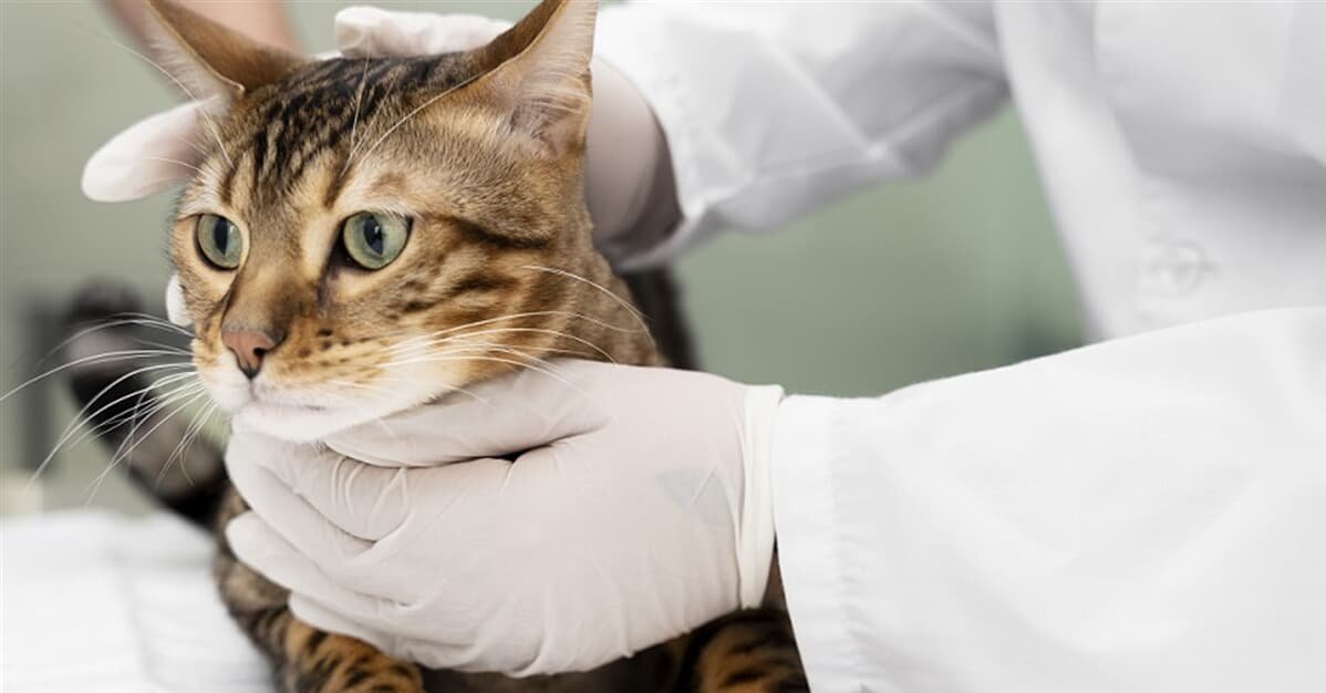 Governo proíbe teste de cosméticos e perfumes em animais    Migalhas