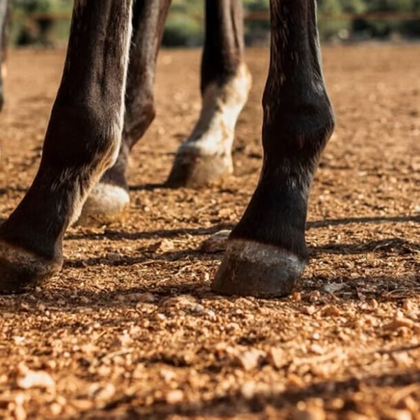 Donos de cavalos indenizarão produtor que teve plantação destruída   Migalhas