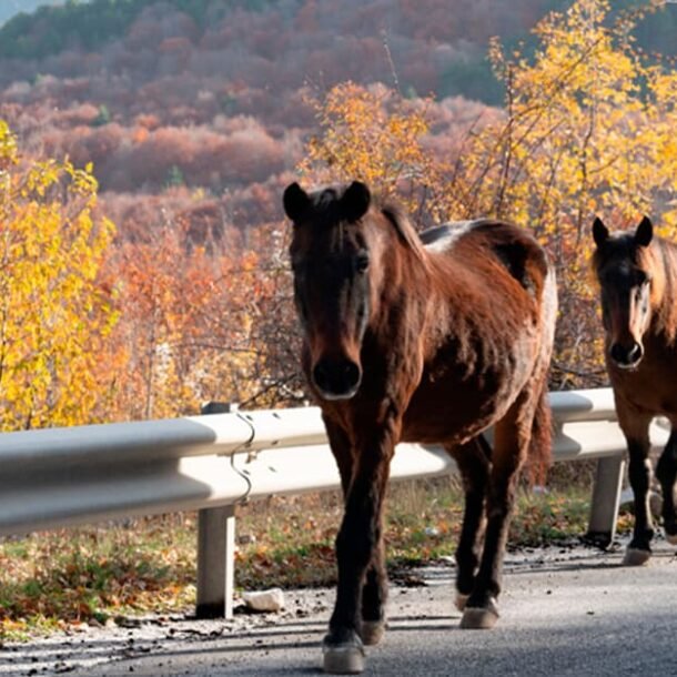 Concessionária de rodovia ressarcirá seguro por acidente com cavalo   Migalhas