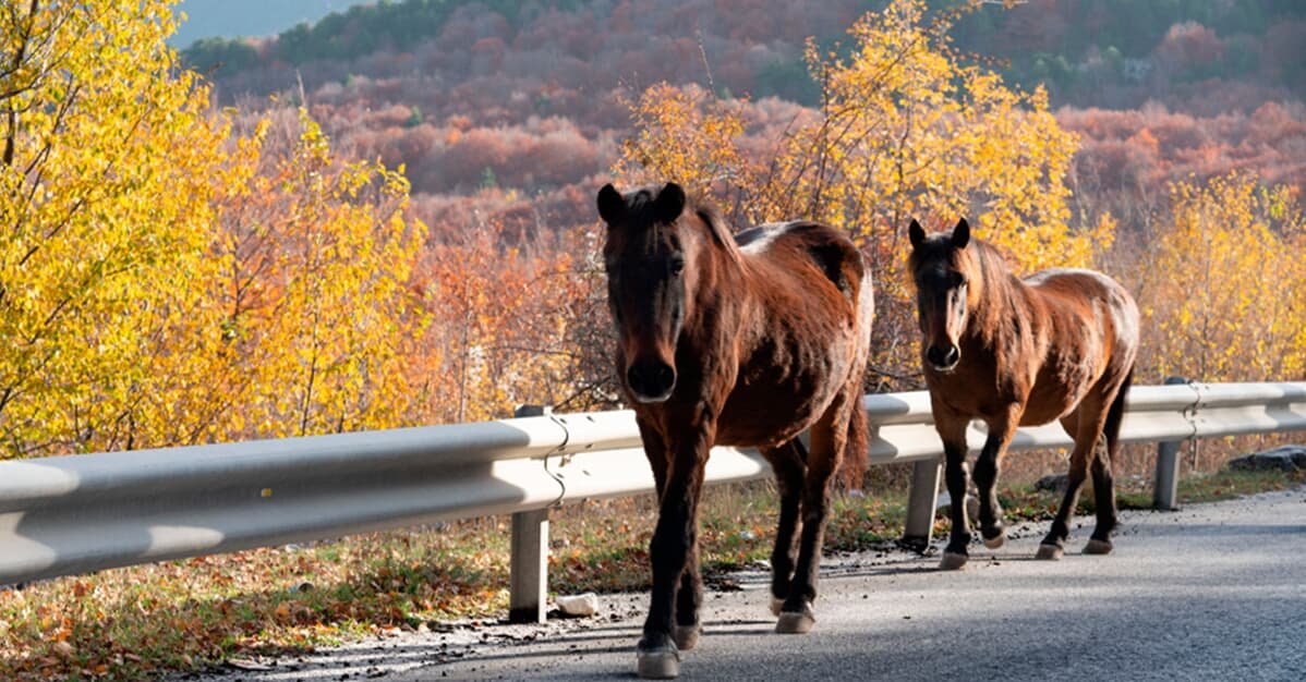 Concessionária de rodovia ressarcirá seguro por acidente com cavalo   Migalhas