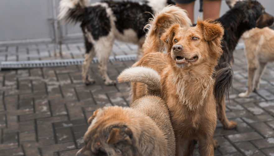 Mulher que abriga cães, gatos, galinhas e porco em casa terá de garantir asseio do lar. (Imagem: Freepik)