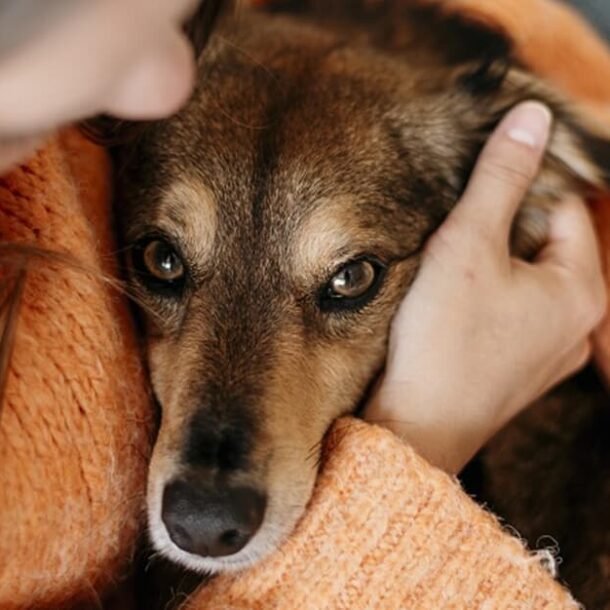 Câmara: Comissão aprova guarda compartilhada de animais após divórcio   Migalhas