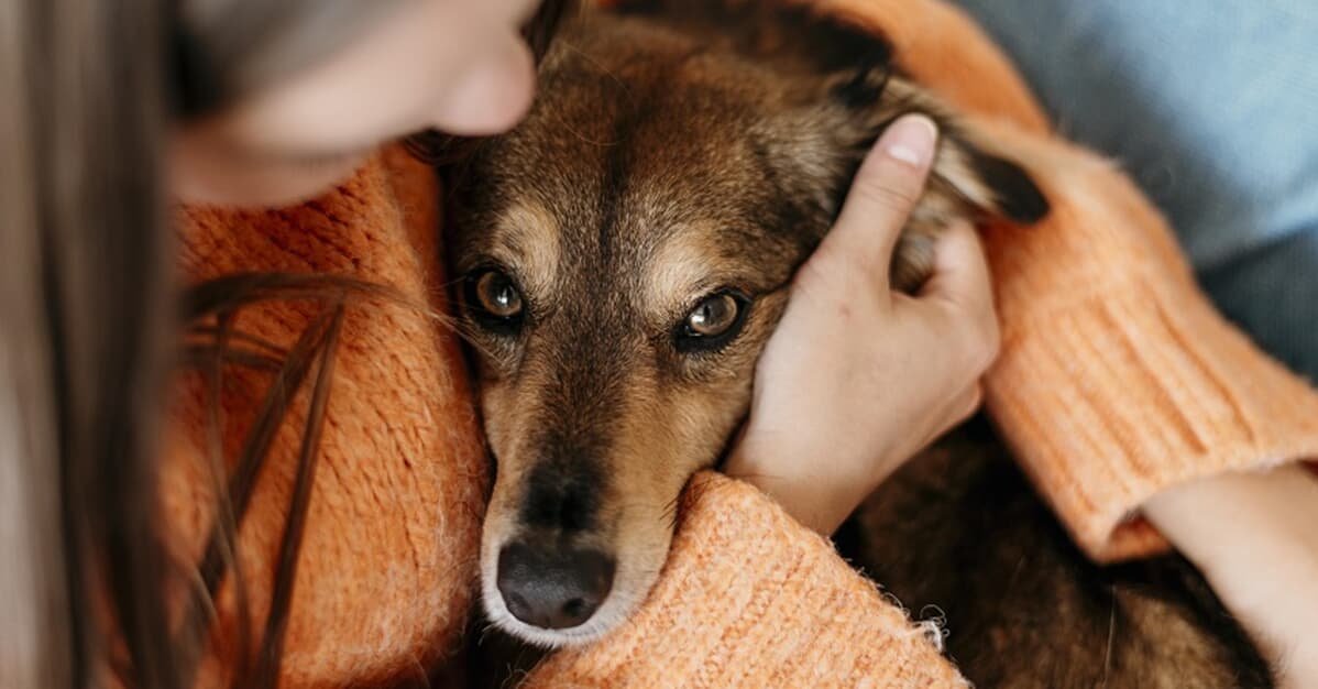 Câmara: Comissão aprova guarda compartilhada de animais após divórcio   Migalhas