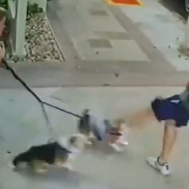 Juíza absolve homem que chutou cachorros de irmã de Cristiano Zanin   Migalhas
