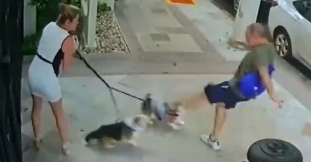 Juíza absolve homem que chutou cachorros de irmã de Cristiano Zanin   Migalhas