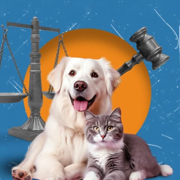 Novo olhar do Judiciário para os animais é positivo, avalia advogado   Migalhas