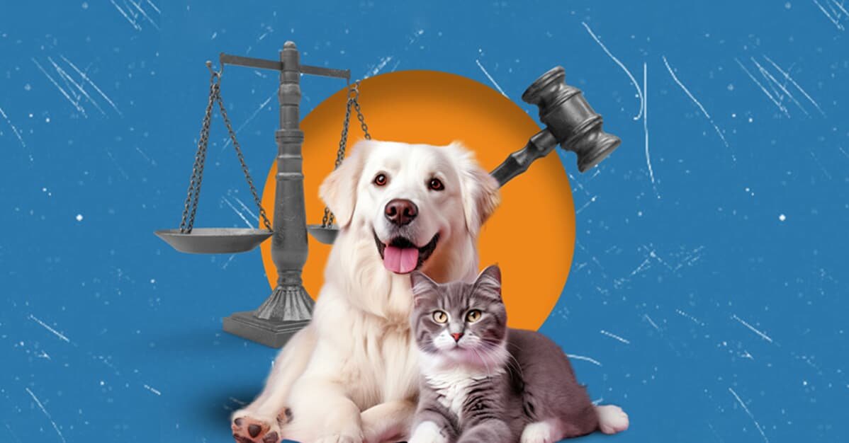 Novo olhar do Judiciário para os animais é positivo, avalia advogado   Migalhas