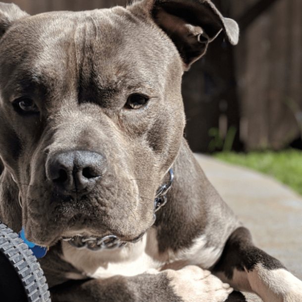 Tutor é condenado após pitbull atacar cachorro do vizinho   Migalhas