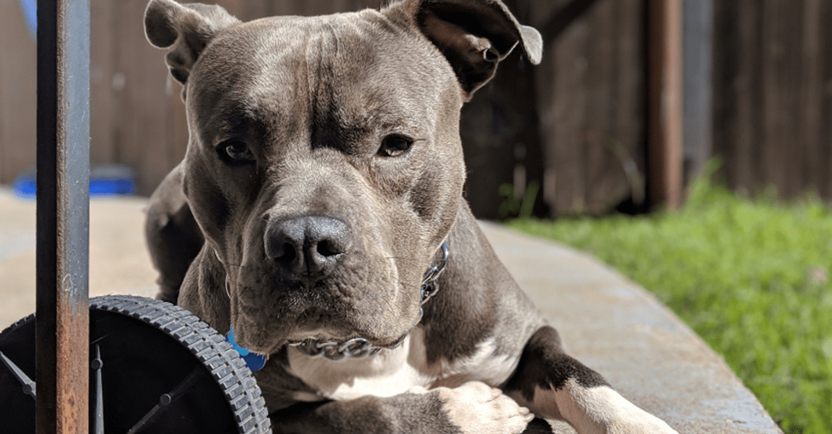 Tutor é condenado após pitbull atacar cachorro do vizinho   Migalhas