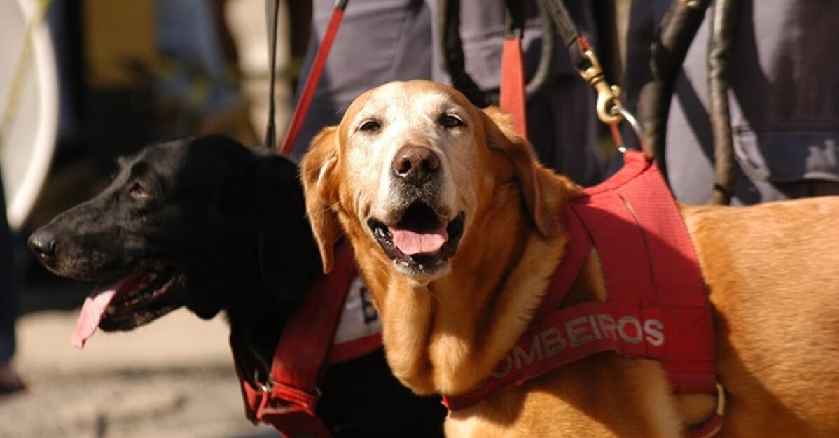 Câmara: CCJ aprova PL de uso de cadáveres para treinar cães de resgate   Migalhas
