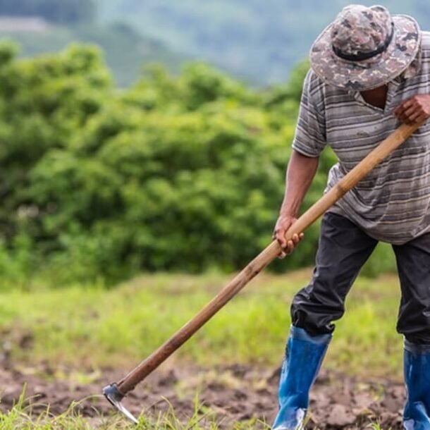 Agricultor hipossuficiente consegue reduzir multa aplicada pelo Ibama   Migalhas