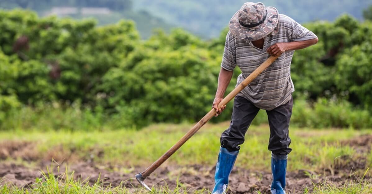 Agricultor hipossuficiente consegue reduzir multa aplicada pelo Ibama   Migalhas