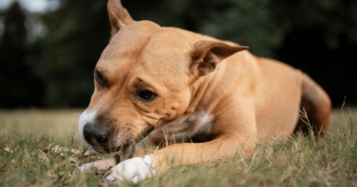 Juiz condena tutora por cães que invadiram terreno e mataram pet   Migalhas