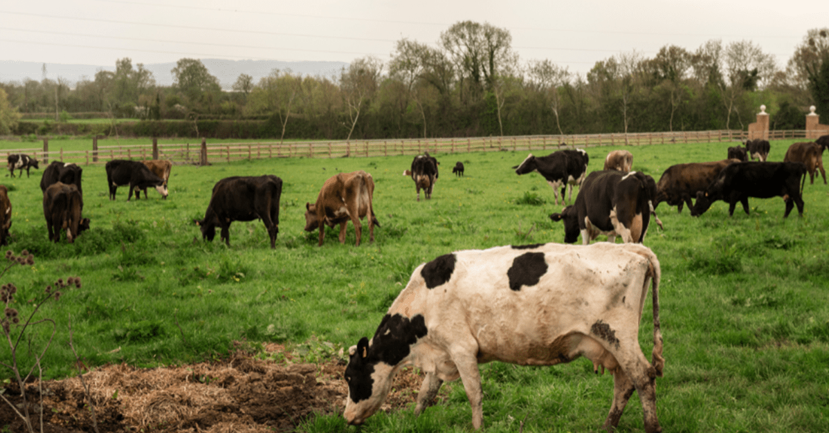 Leilão de fazenda usada para subsistência familiar deve ser suspenso   Migalhas