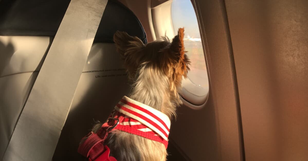 Latam aciona STF contra transporte de pets na cabine de avião   Migalhas