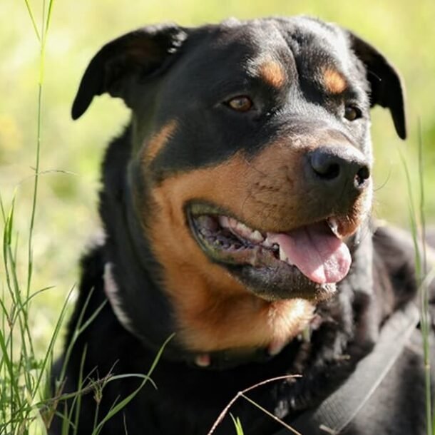 Homem vítima de ataque de rottweiler será indenizado   Migalhas