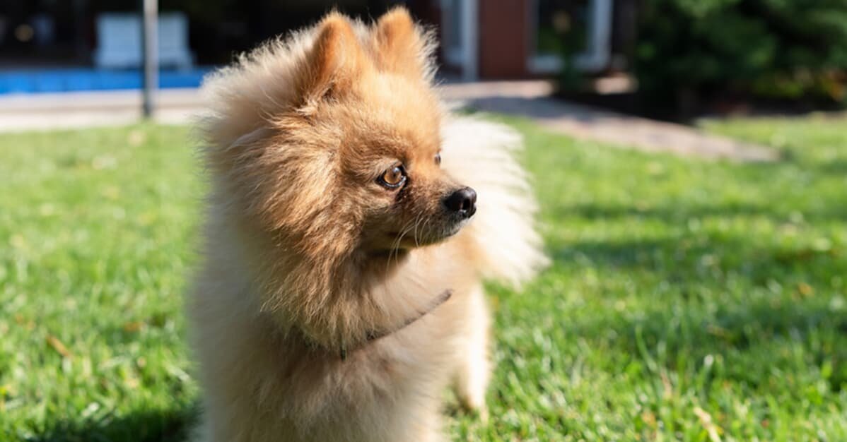 Juiz determina busca e apreensão de cachorro após fim de namoro   Migalhas