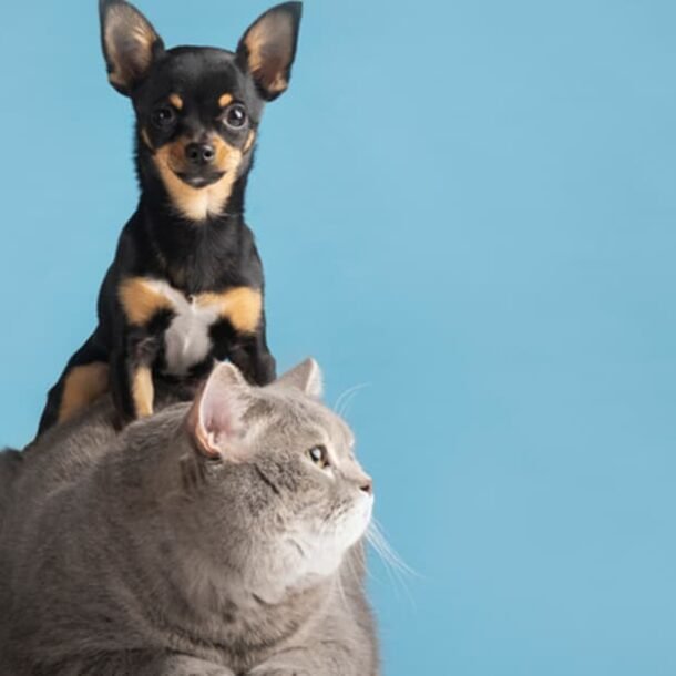 Maioria do STF vota a favor de lei de proteção a cães e gatos de AL   Migalhas