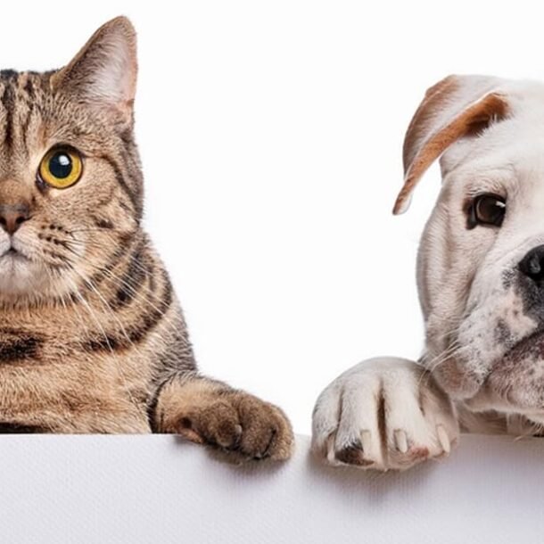 STF mantém suspensa regra de castração obrigatória de pets em SP   Migalhas