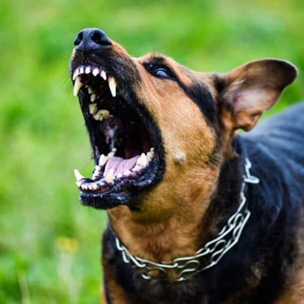 TJ/DF: Mulher indenizará por cão pular muro e matar animal de vizinhos   Migalhas