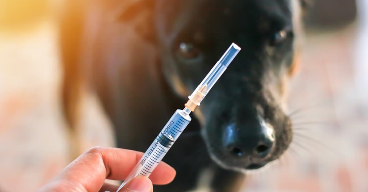 DF é condenado a indenizar tutora por morte de animal após vacina   Migalhas