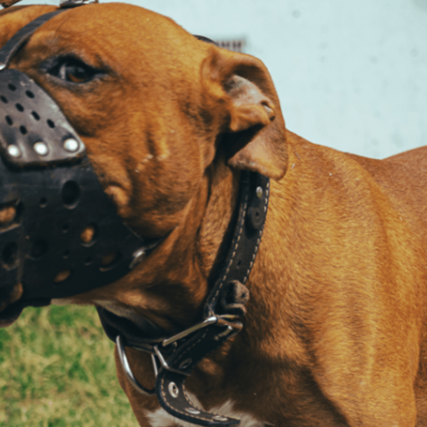TJ/PR mantém indenização à vizinha por ataques de cães dos tutores   Migalhas