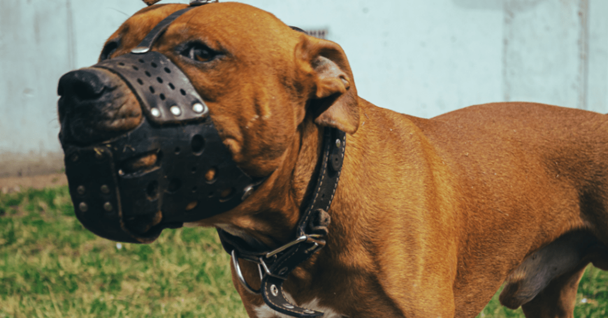 TJ/PR mantém indenização à vizinha por ataques de cães dos tutores   Migalhas