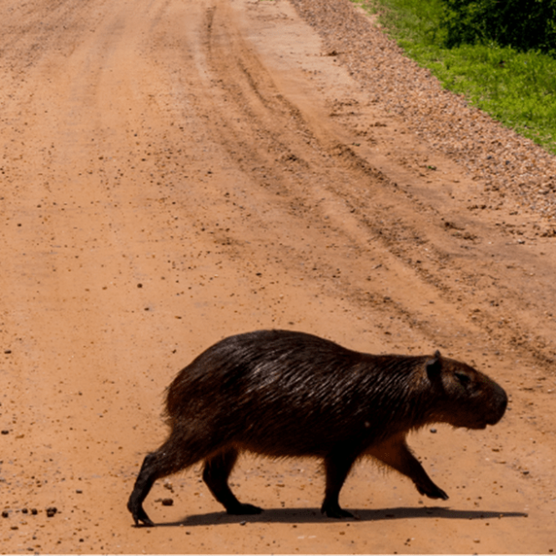 Concessionária não indenizará mulher que colidiu com capivara na pista   Migalhas