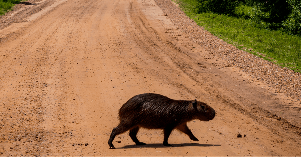 Concessionária não indenizará mulher que colidiu com capivara na pista   Migalhas