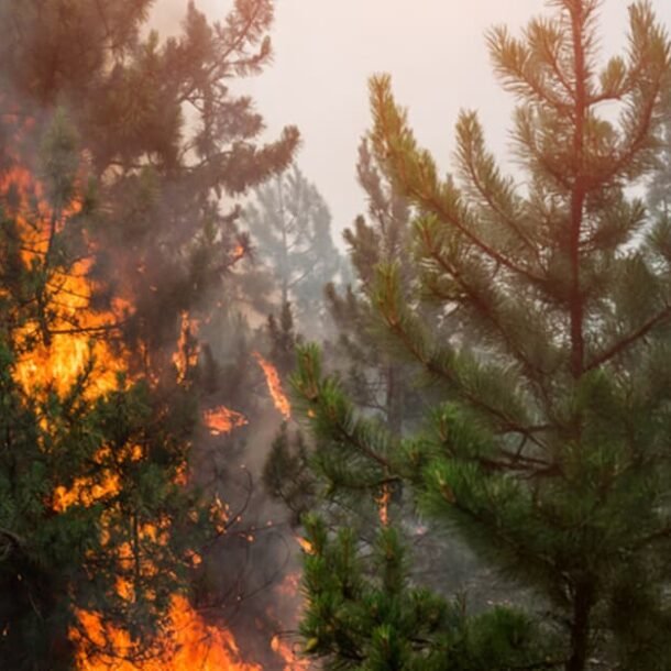 Dino manda União e Estados criarem planos emergenciais contra queimada   Migalhas