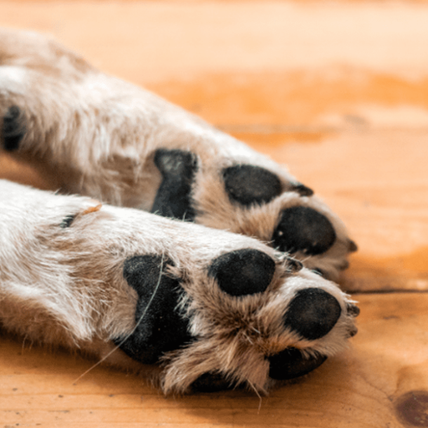 Homem é condenado por tentar matar vizinha após briga por cachorro   Migalhas