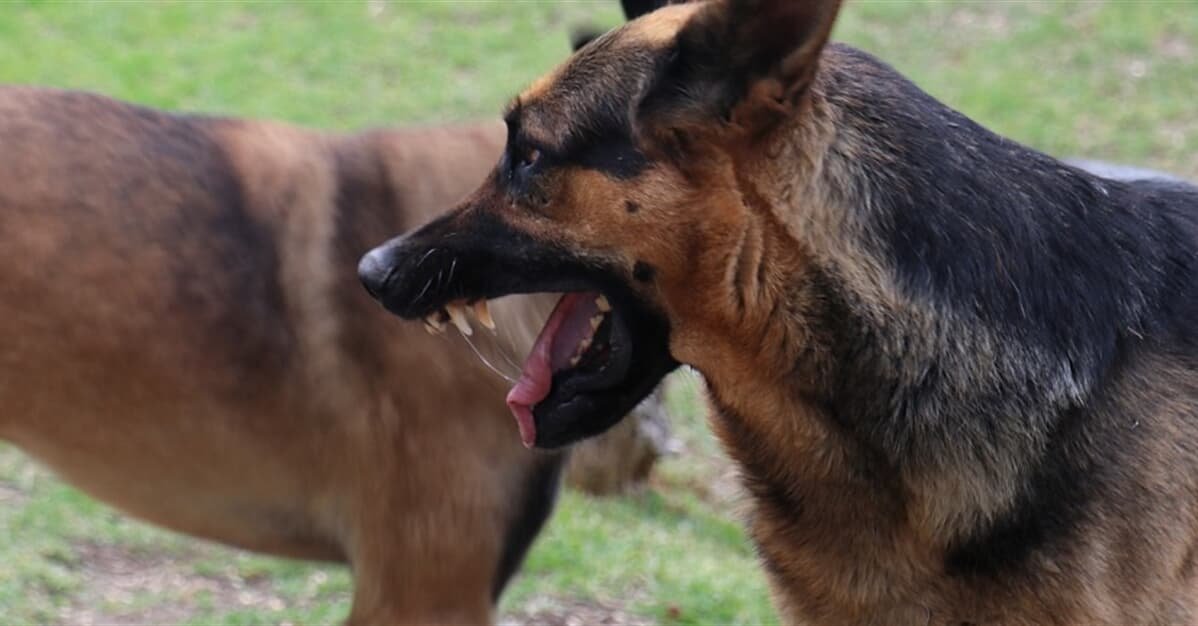 Empregado mordido por cachorro durante expediente será indenizado   Migalhas