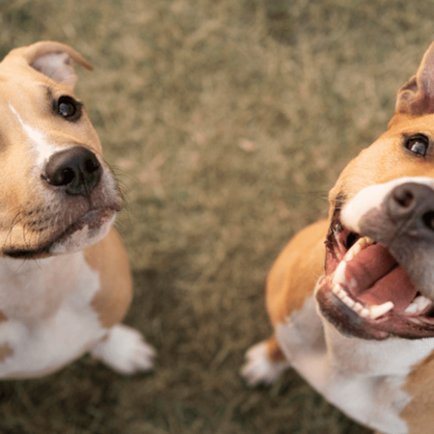 TJ/RJ valida lei que permite criação de site para animais perdidos   Migalhas